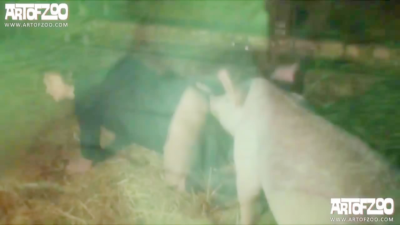 Animalpass