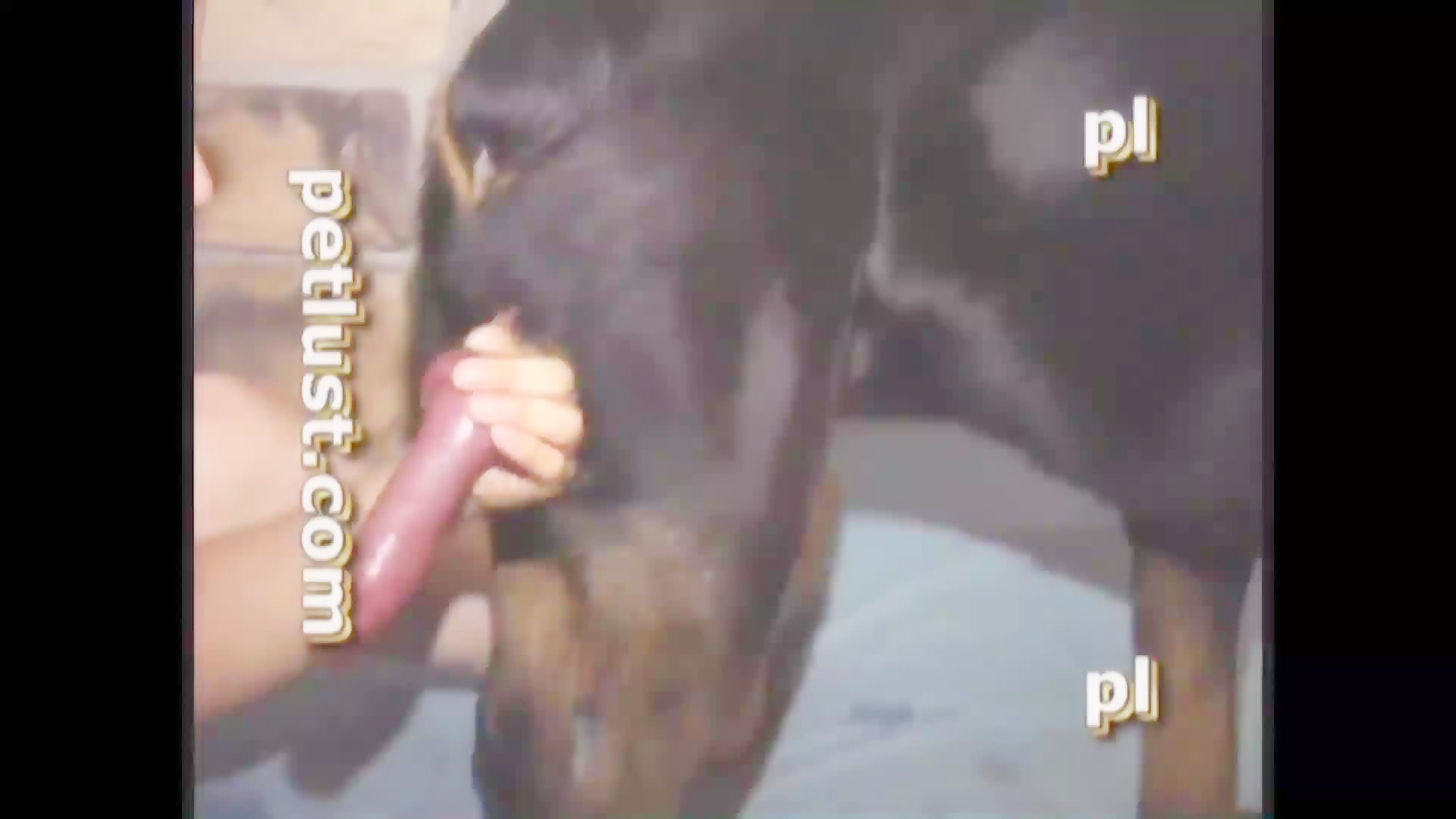 Petlust Petlust - Oral Indie - Bestialitysextaboo - Animal Bestiality