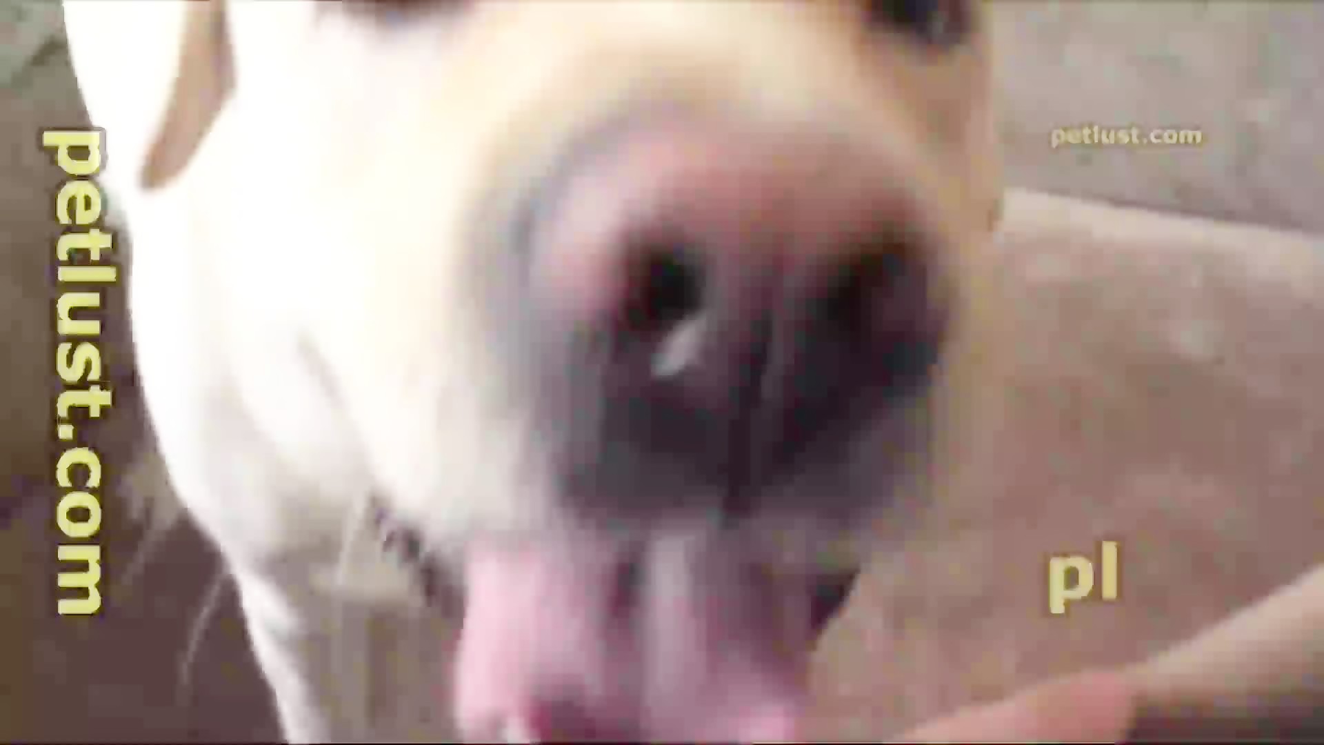 Petlust 