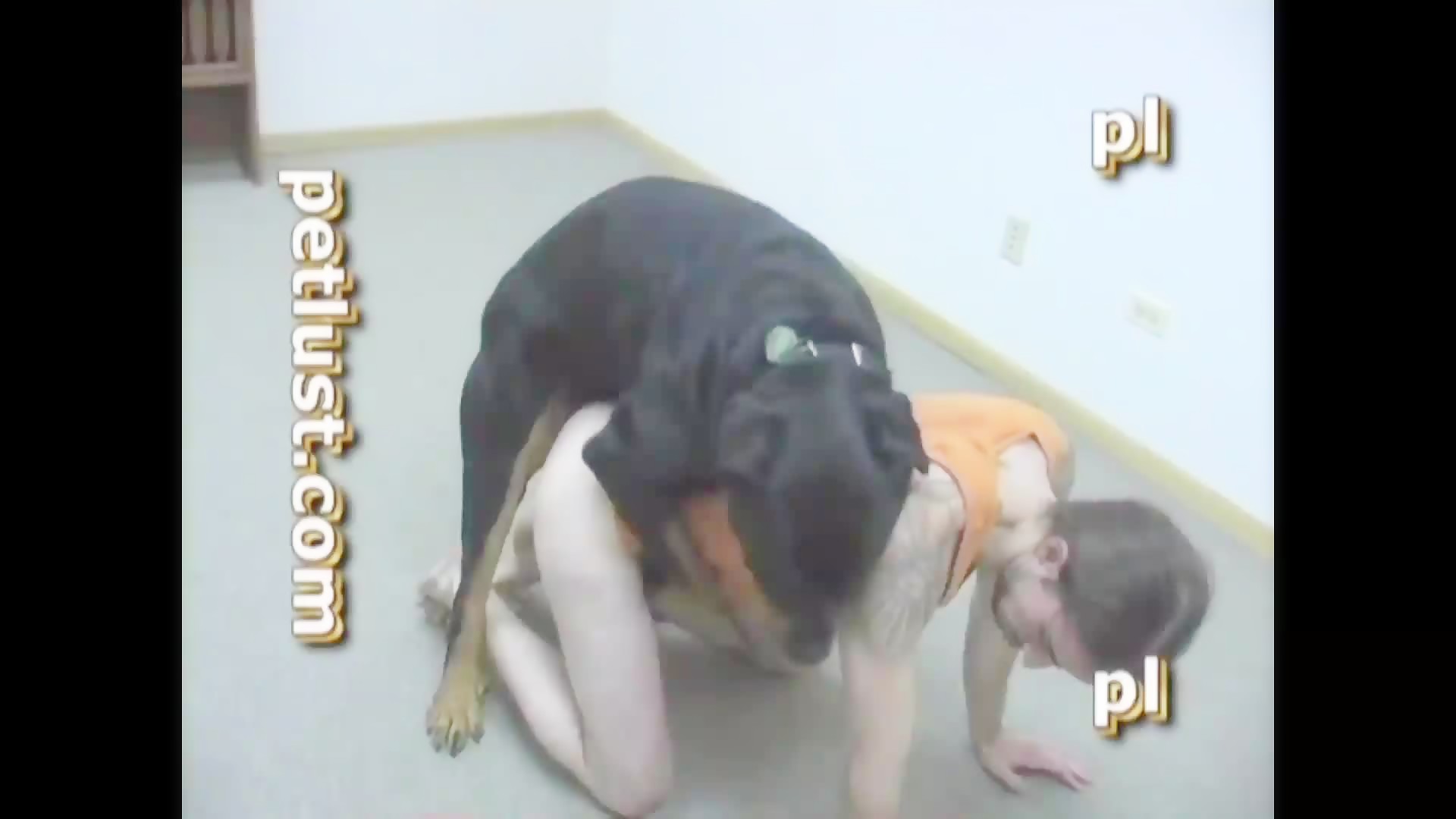 Petlust Petlust - Tyson At The Office - Bestialitysextaboo - Animal Bestiality