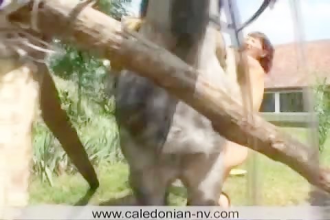 Pregnant Mare Sex - Pregnant Horse Fucker - Bestialitysextaboo - Animal Bestiality